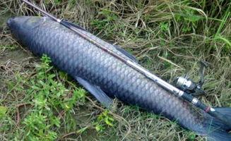 青鱼视频国产在线